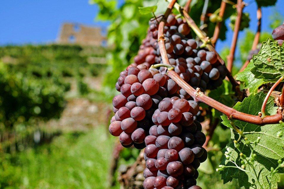 bountiful grapes