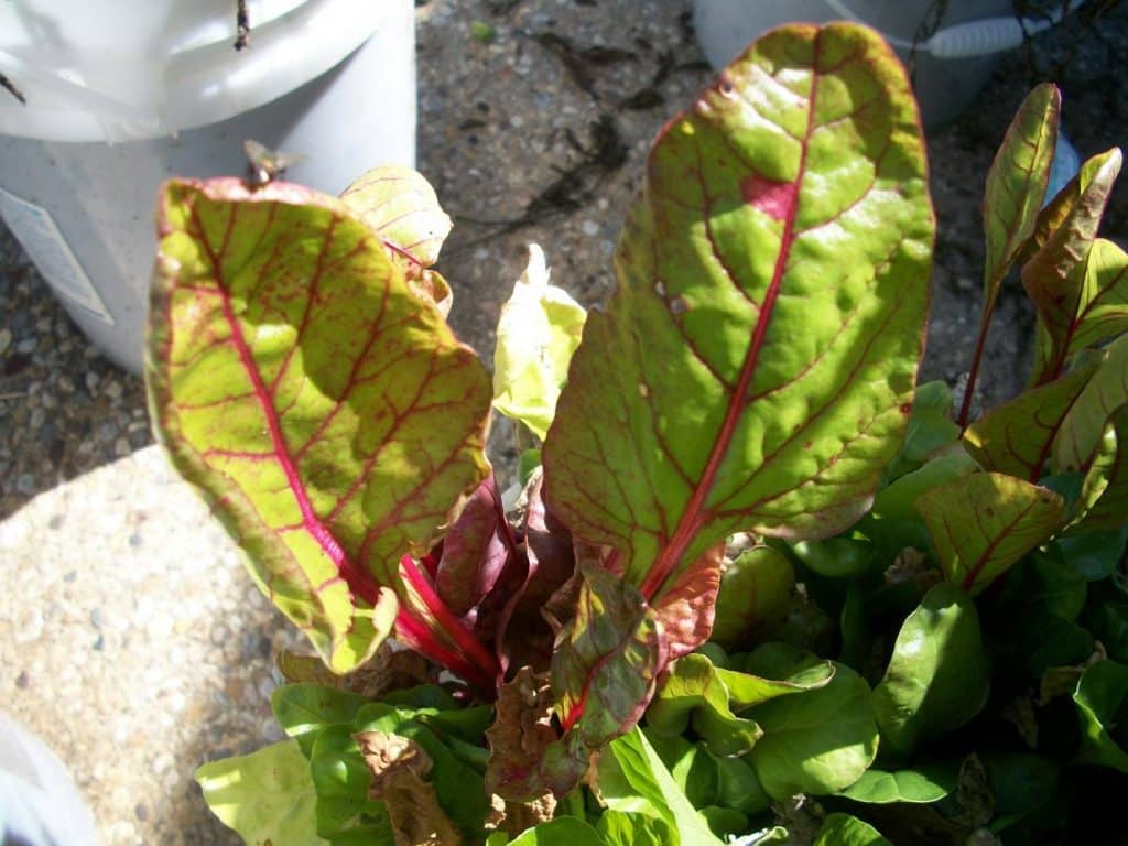 gardening a plant