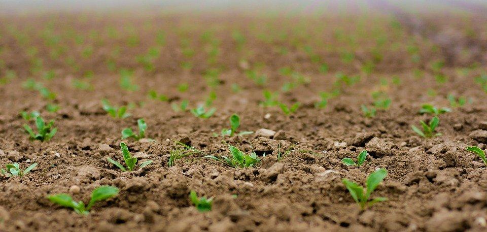 planting seedlings