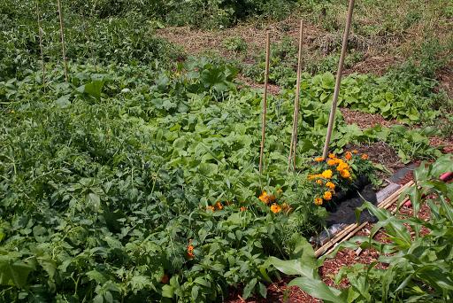 square foot garden