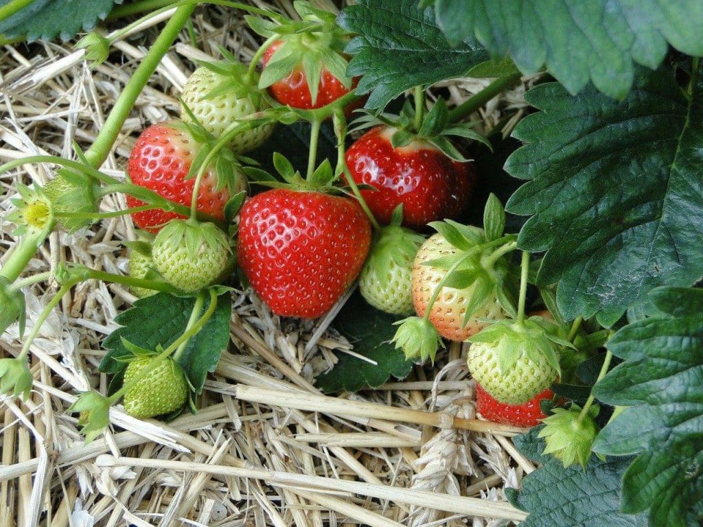 strawberries from straw bale gardening