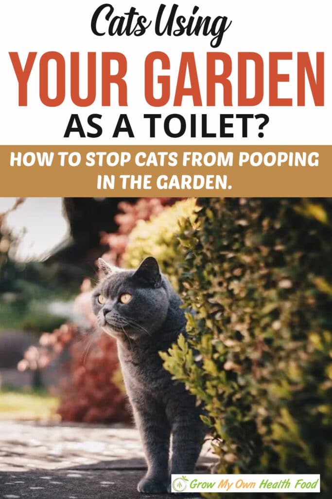 Cats Using Your Garden as a Toilet? – How to Stop Cats From Pooping In ...