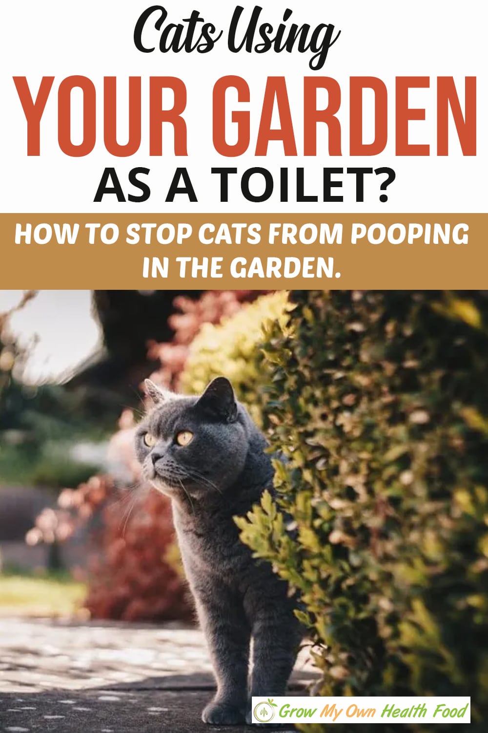 7-ways-to-stop-cats-pooing-in-your-garden-tips-for-keeping-neighbours