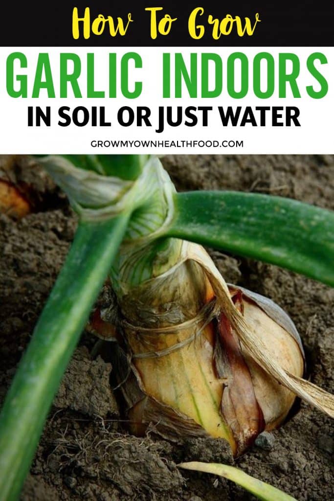 How To Grow Garlic Indoors - In Soil or Just Water