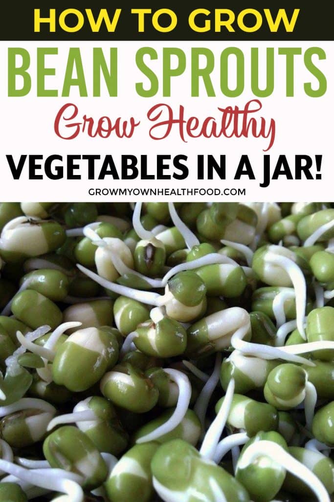 How to Grow Bean Sprouts – Grow Healthy Vegetables In A Jar!