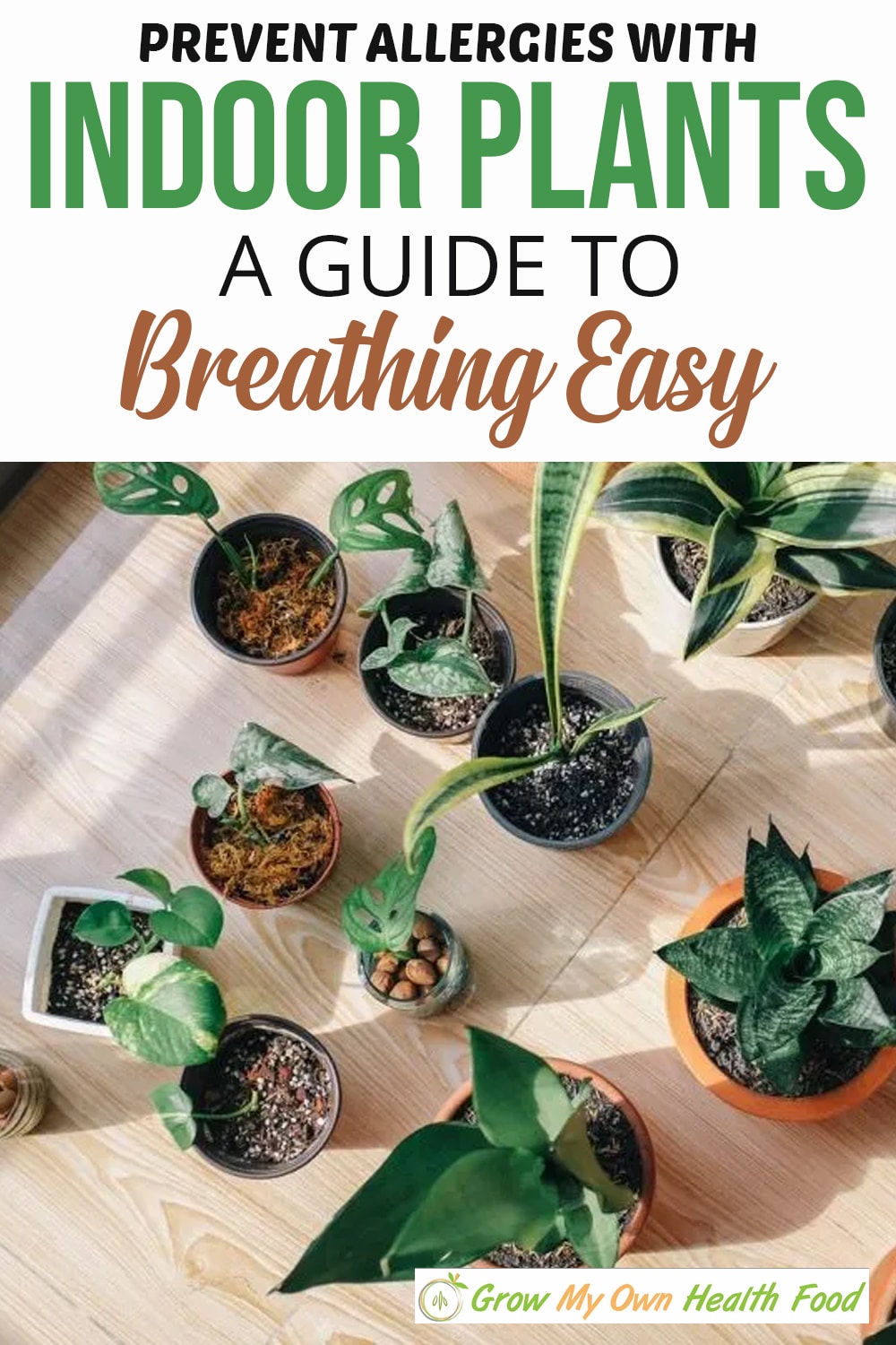 Prevent Allergies With Indoor Plants - A Guide to Breathing Easy