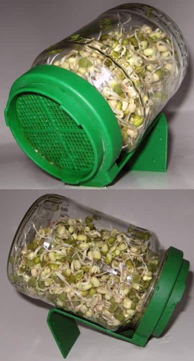 bean sprouts jar