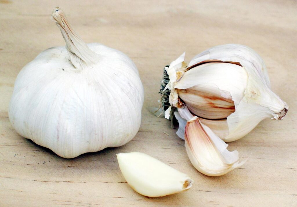 garlic bulb for growing garlic