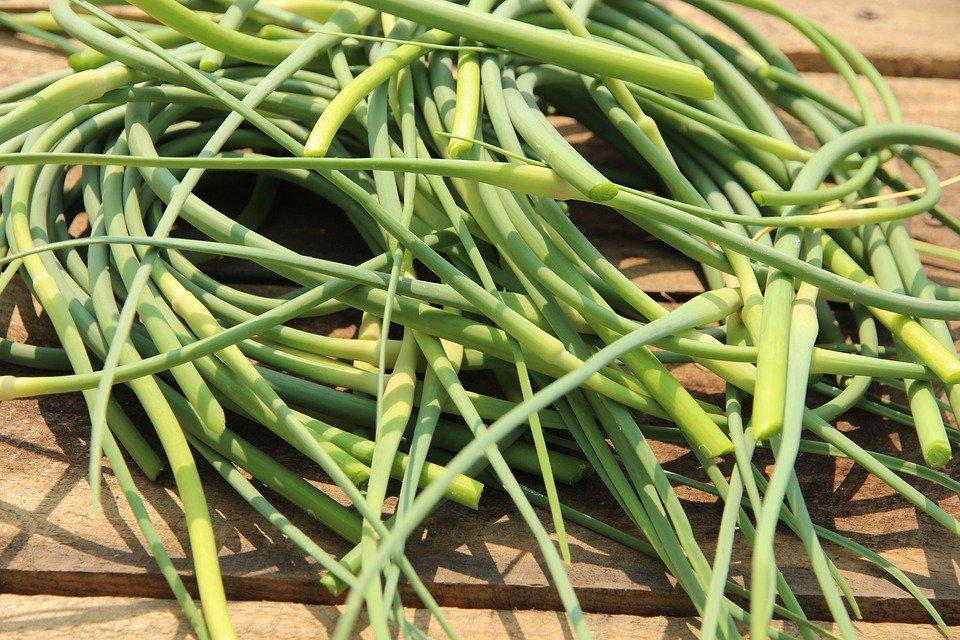 garlic greens