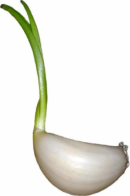 garlic sprout