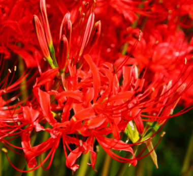 Amaryllis Plant