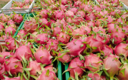 Dragon Fruit Plant