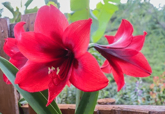 Growing Amaryllis