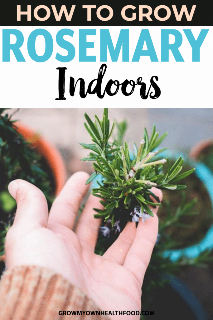How To Grow Rosemary Indoors