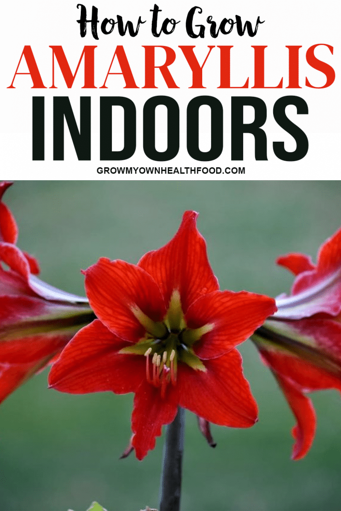 How to Grow Amaryllis Indoors
