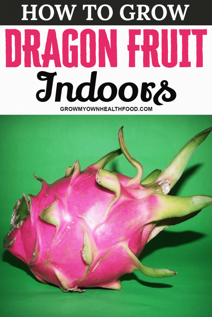 How to Grow Dragon Fruit Indoors