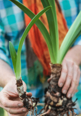Planting Amaryllis