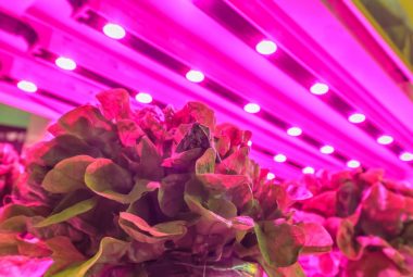 Best Vegetables To Grow Indoors Under Lights
