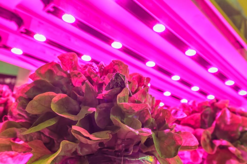 Best Vegetables To Grow Indoors Under Lights - Grow Healthy Food