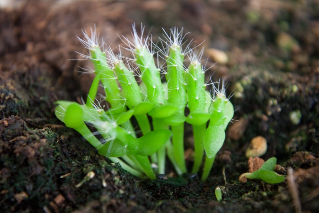 dragon fruit seedlings