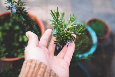 Growing A Rosemary Plant