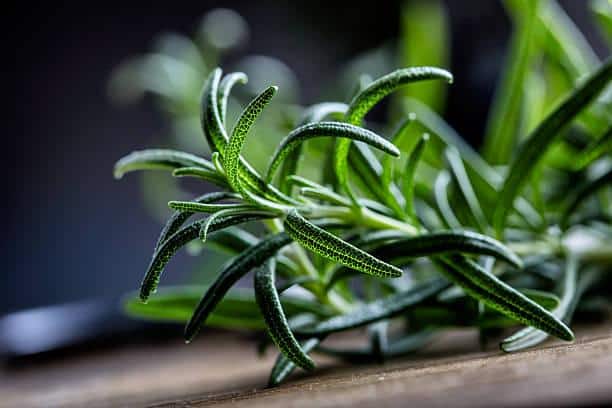 rosemary plant