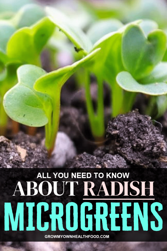 All You Need To Know About Radish Microgreens