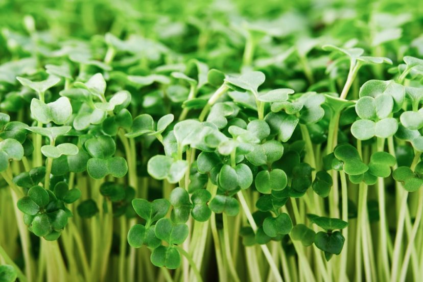 Broccoli Microgreens FI