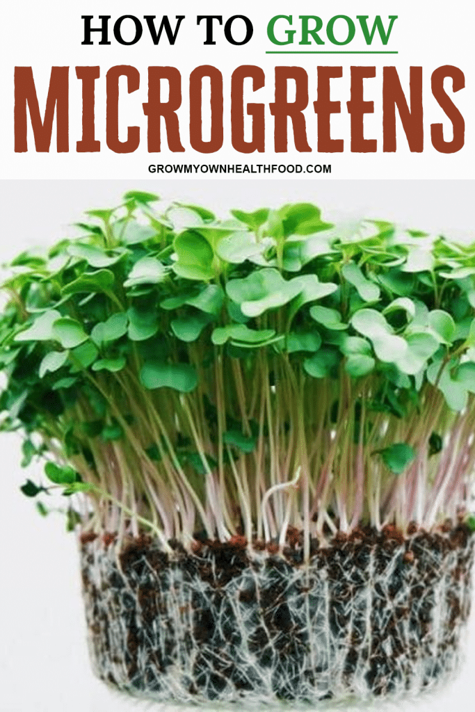 How To Grow Microgreens