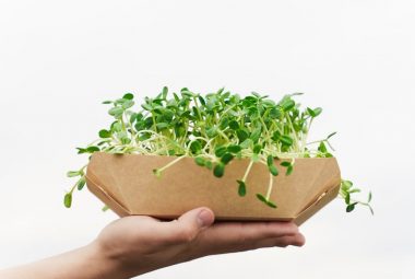 Microgreens Hydroponic Gardening