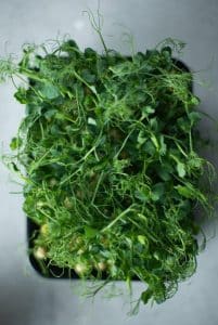 microgreens hydroponic