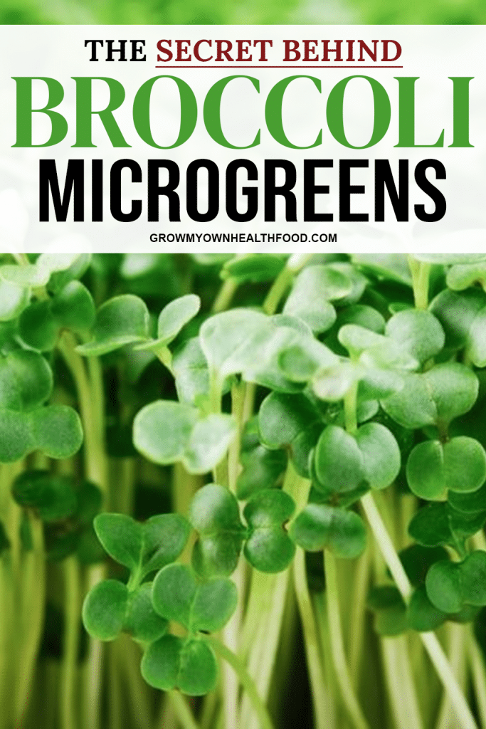 The Secret Behind Broccoli Microgreens