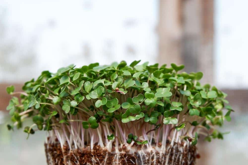 baby microgreens