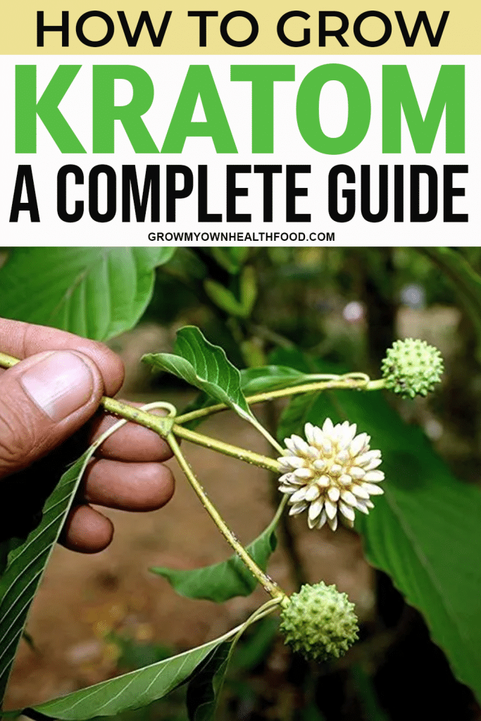 How To Grow Kratom
