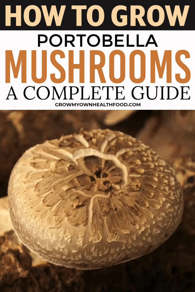 How To Grow Portobella Mushrooms