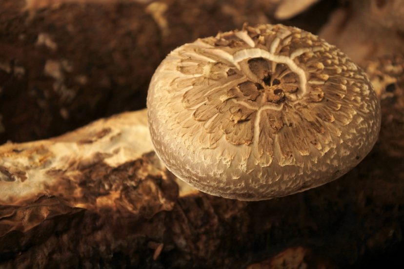 How To Grow Portabella Mushrooms