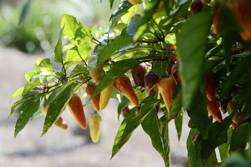 Jalapeno Tree Calorie Chart