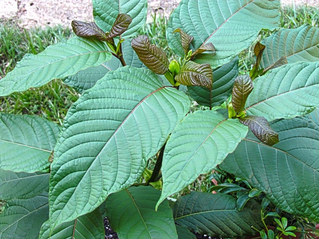 kratom tree