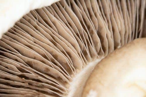 portobello mushroom