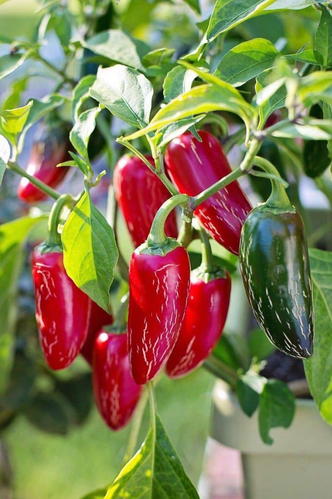 red jalapenos