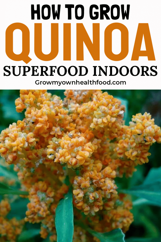 How to Grow Quinoa