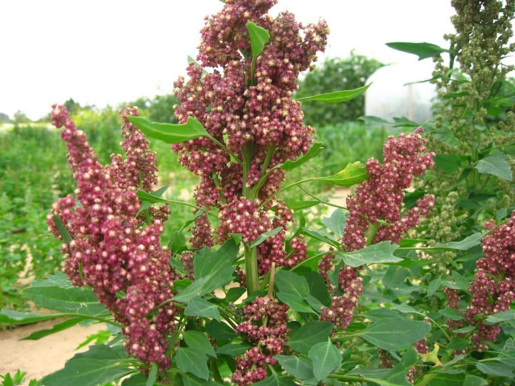 Quinoa plant