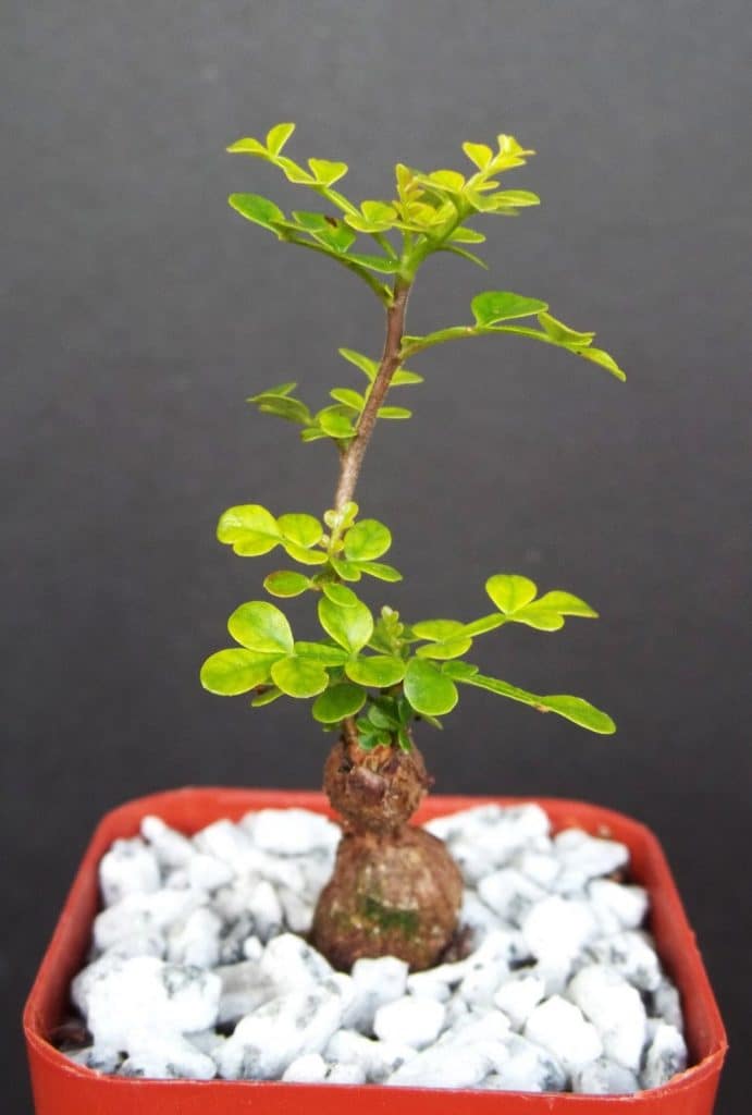 Bonsai Tree Care