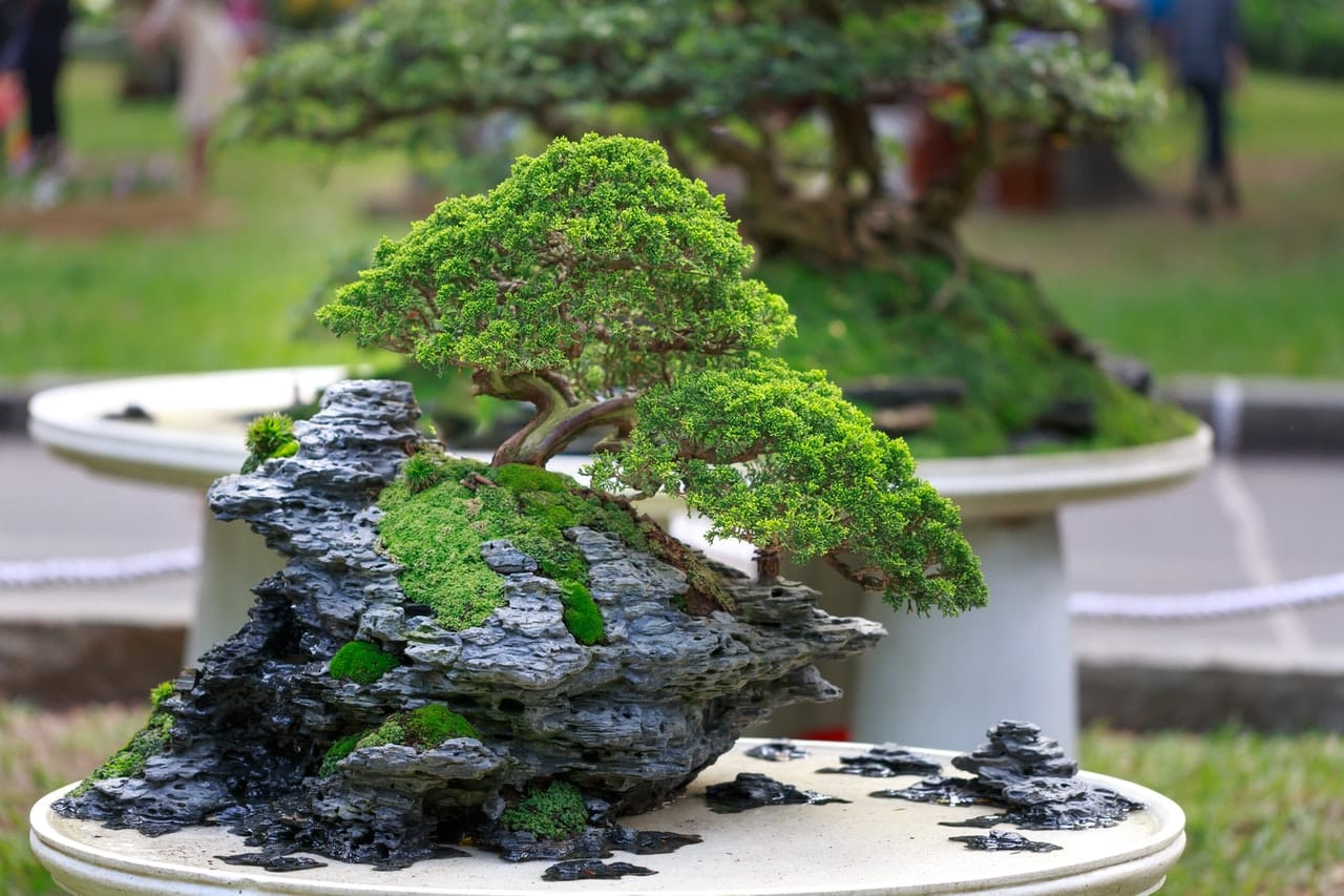 Amazing Bonsai Tree How Big Do They Get  The ultimate guide 