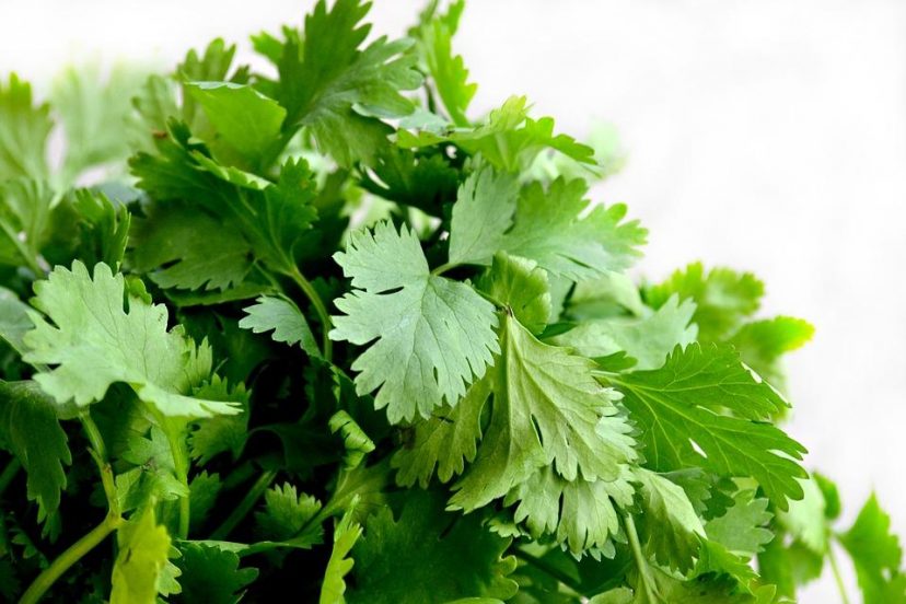 Grow Cilantro Microgreens