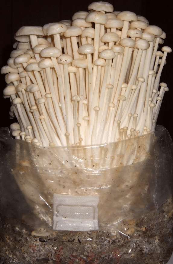 Growing a enoki mushroom