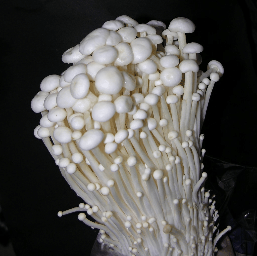Growing enoki mushrooms