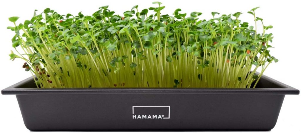 HAMAMA Home Microgreens