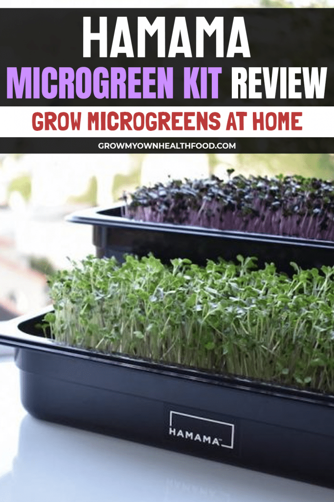 Hamama Microgreen Kit Review