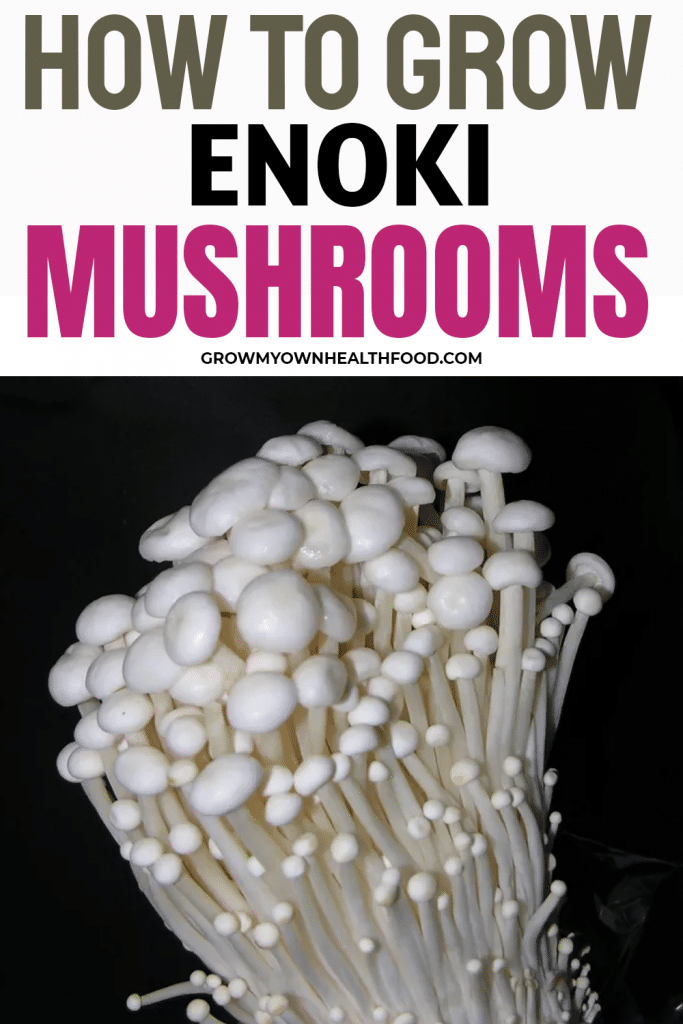 How To Grow Enoki Mushrooms